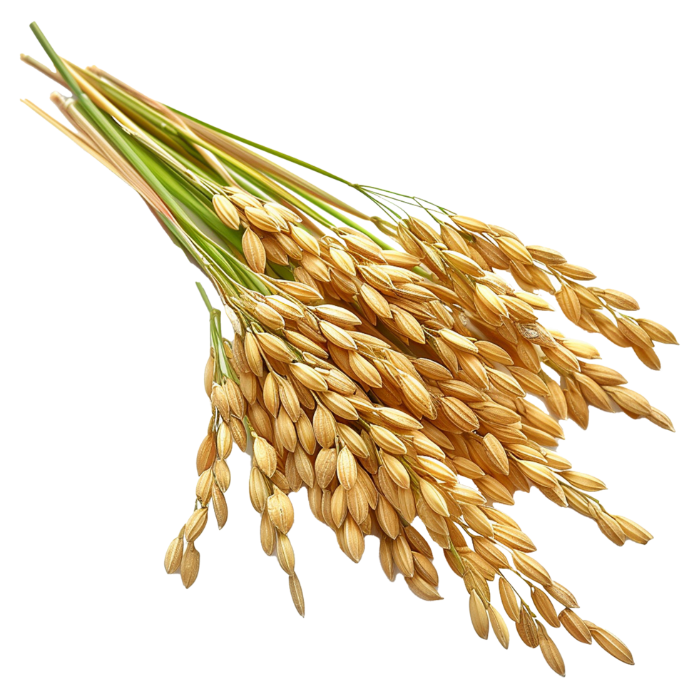Close up paddy rice ears isolated on transparent background png