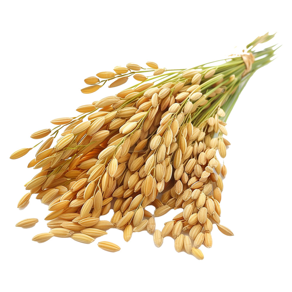 Close up paddy rice ears isolated on transparent background png