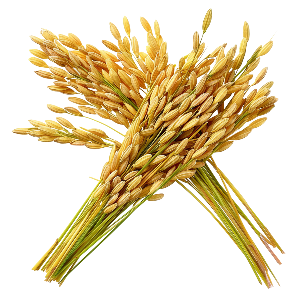 Close up paddy rice ears isolated on transparent background png