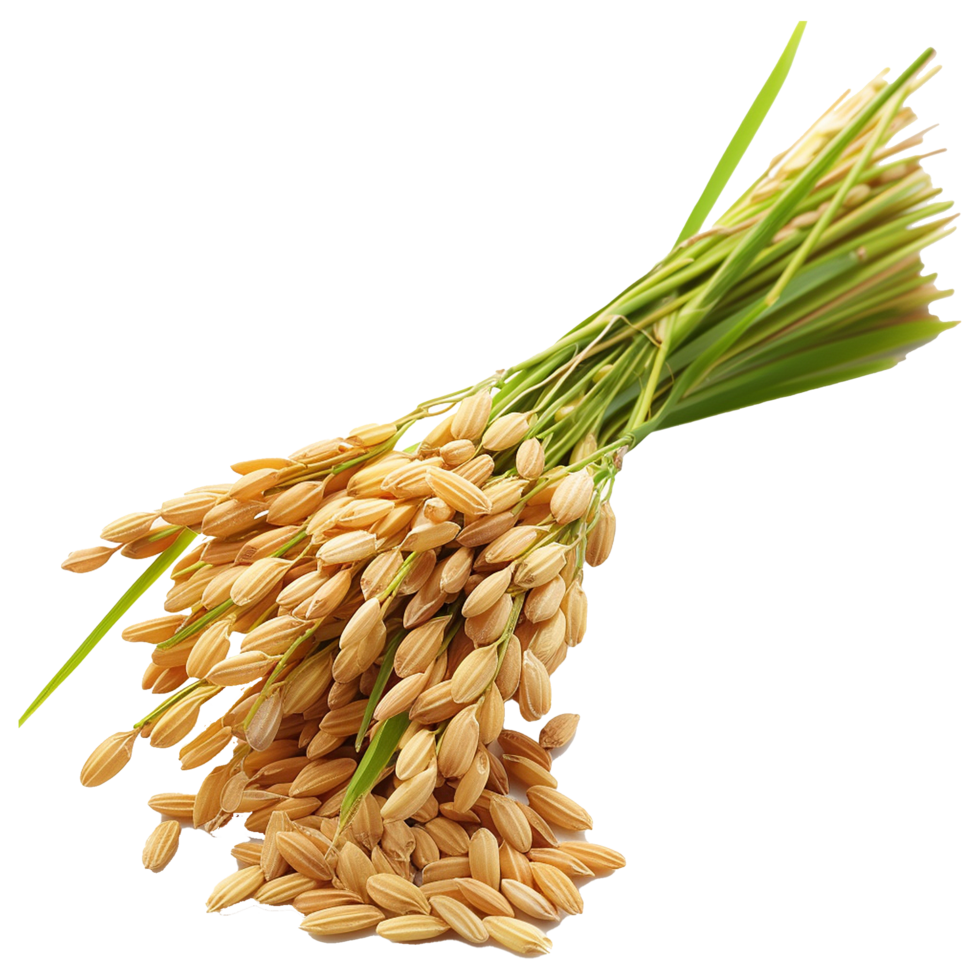Close up paddy rice ears isolated on transparent background png