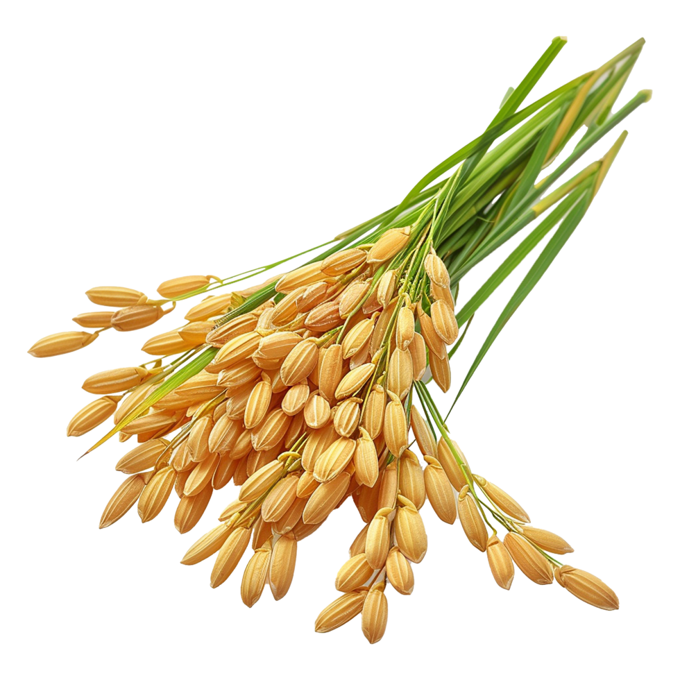 Close up paddy rice ears isolated on transparent background png