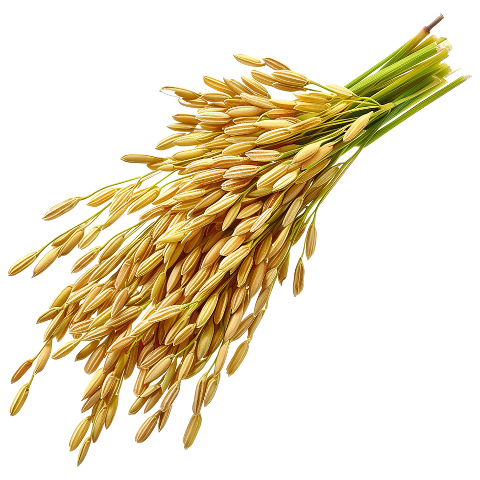 Close up paddy rice ears isolated on transparent background png