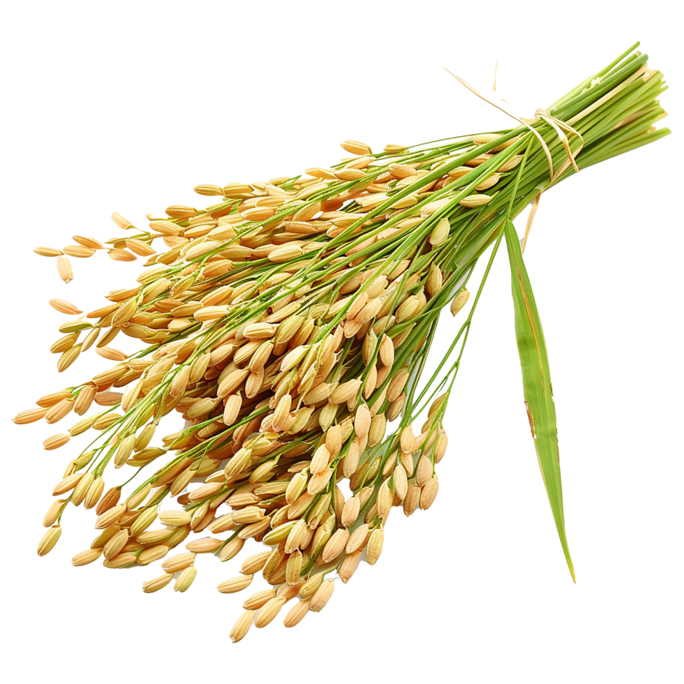 Close up paddy rice ears isolated on transparent background png