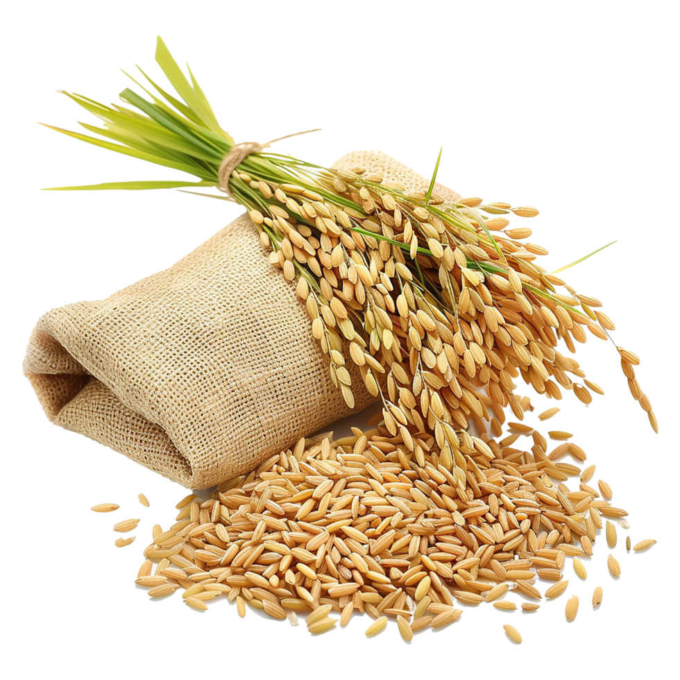 Close up paddy rice ears isolated on transparent background png