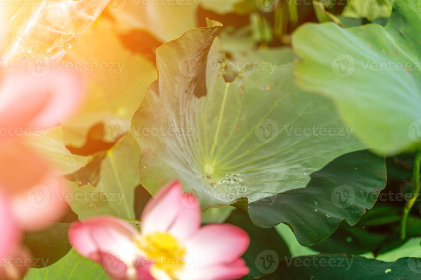 A pink lotus flower sways in the wind, Nelumbo nucifera. Against the background of their green leaves. Lotus field on the lake in natural environment. photo