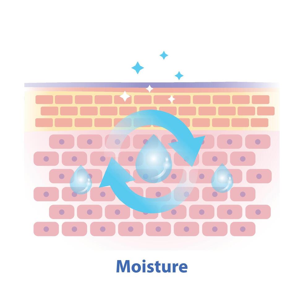 The mechanism of skin moisture illustration on white background. Cross section of skin barrier layer that moisture comes from lipids, ceramides and amino acids that give skin to prevent water loss. vector