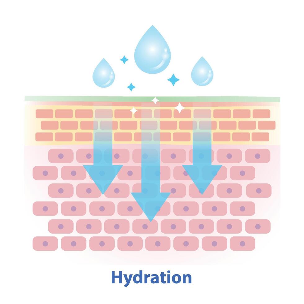 The mechanism of skin hydration illustration on white background. Cross section of skin barrier layer hydration, attract, absorb water, moisture and seal on the skin to prevent water loss. vector
