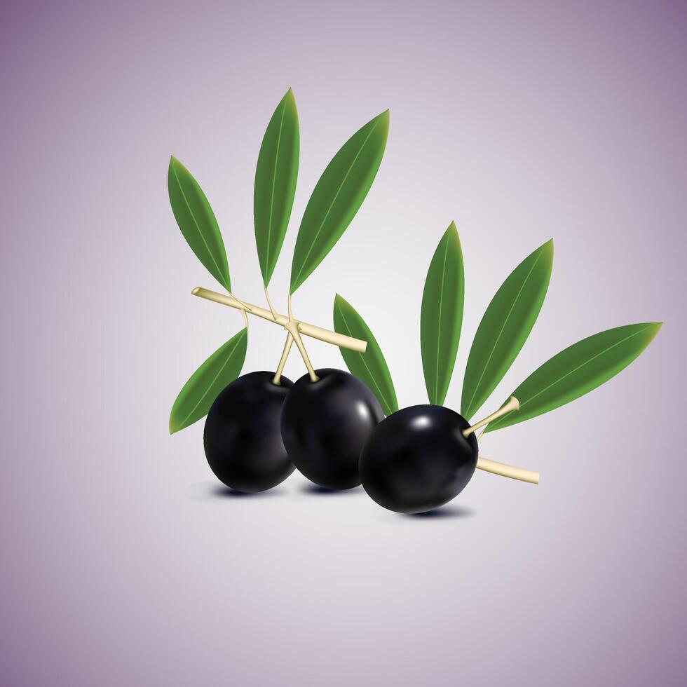 set of black olives on a branch, pickled pitted olives vector