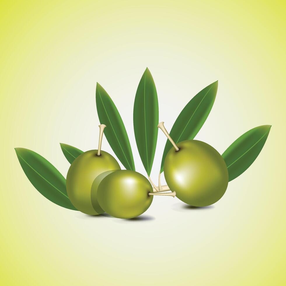 Oil set of Green Olive on a branch, pickled pitted olives with leave vector