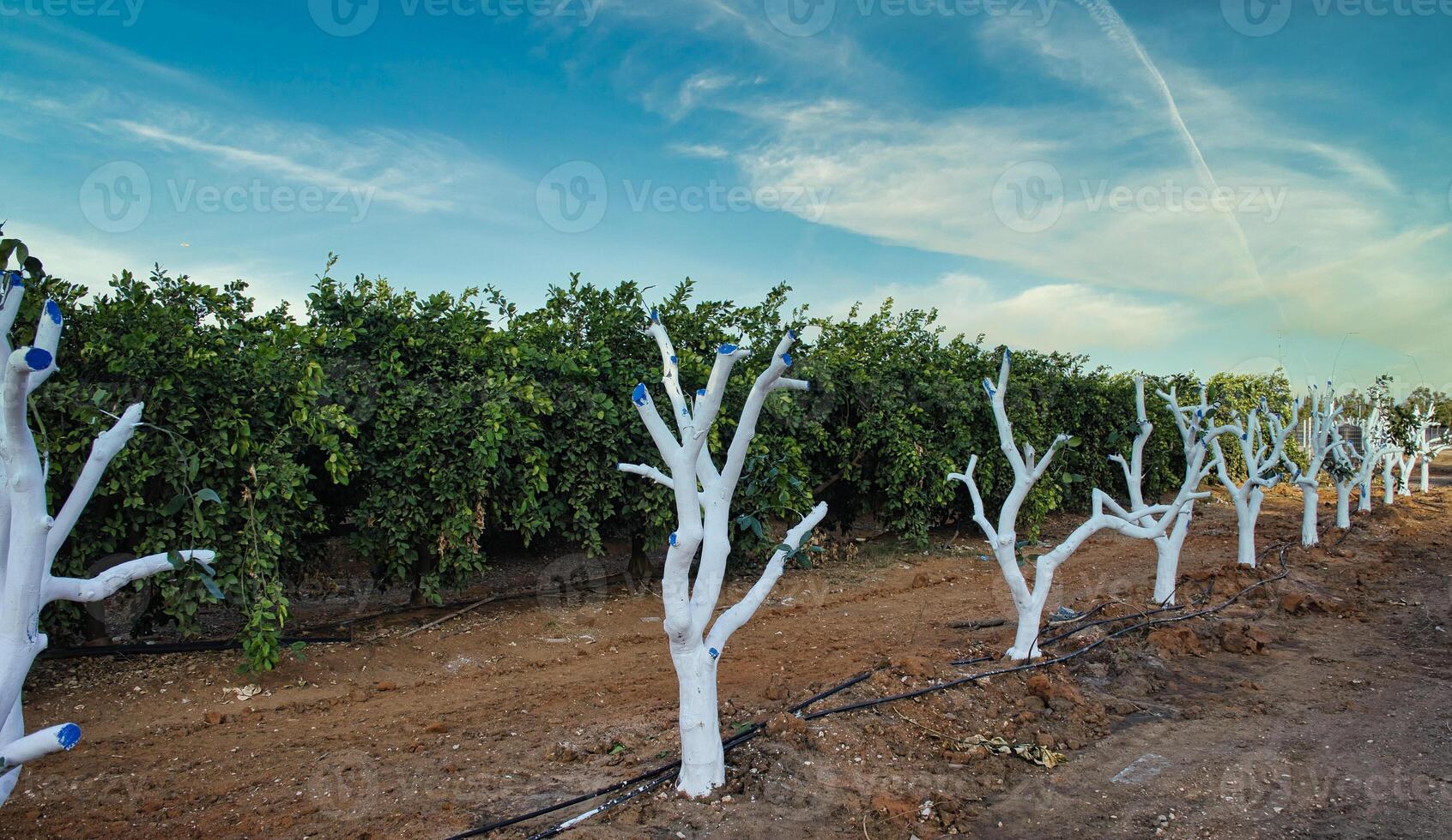 Fresh planting of citrus trees and drip irrigation. photo