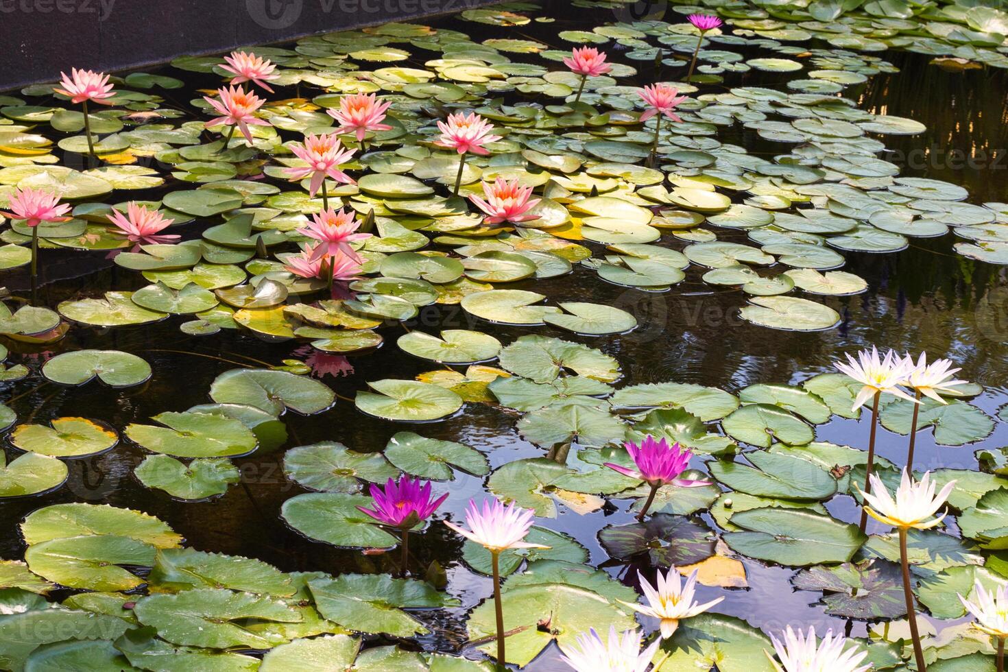 Colorful lilies on the surface of the city pond. photo