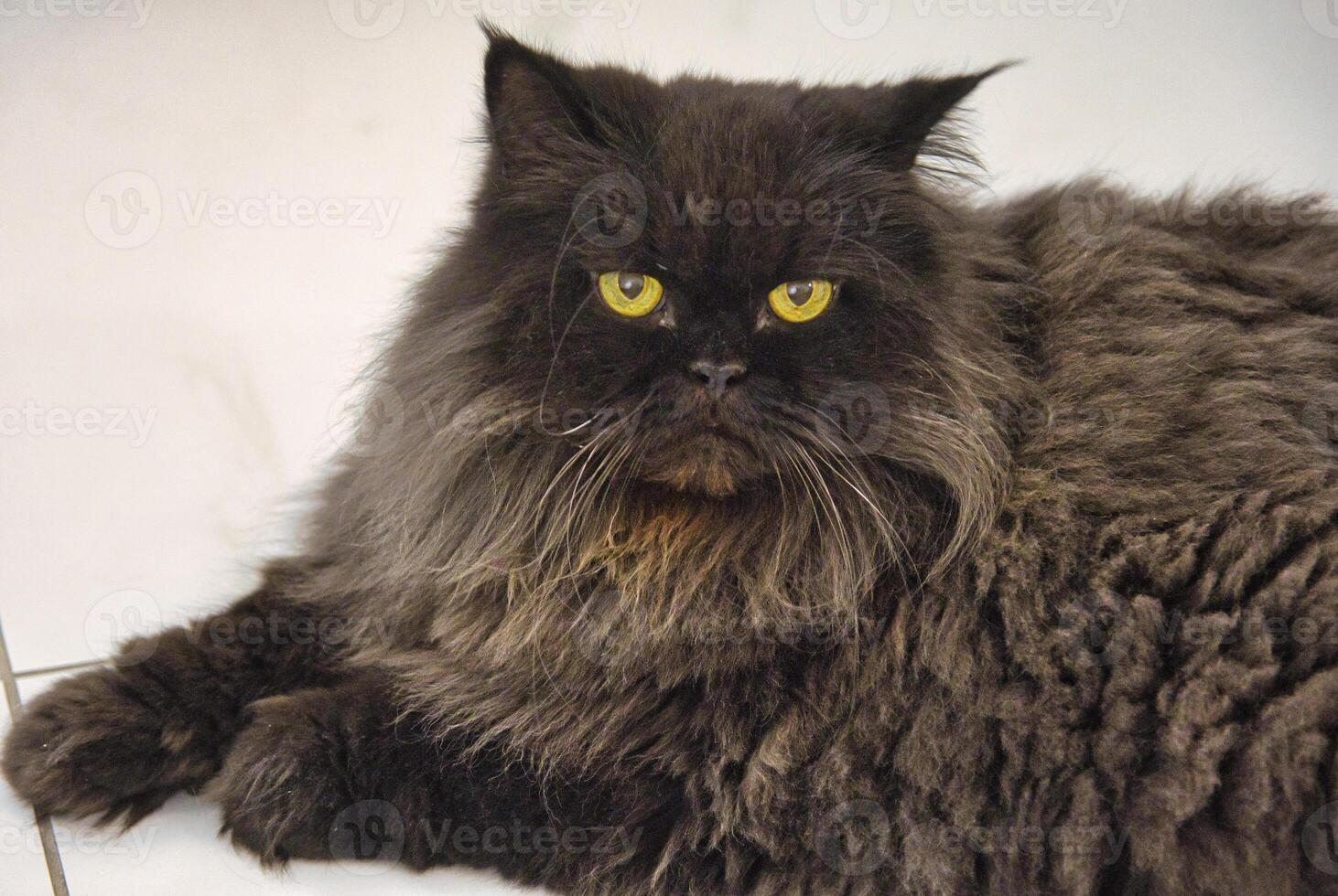 Portrait of a black Persian cat with yellow eyes. photo