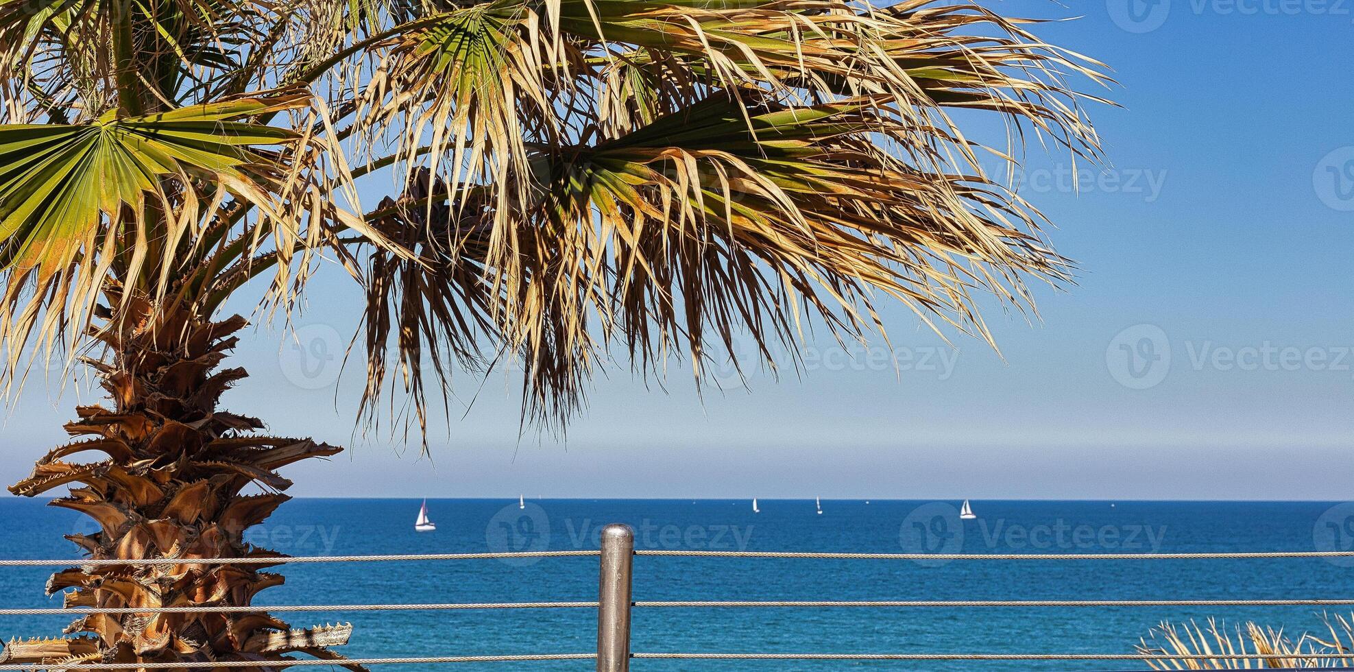 A palm tree on the shore of the blue sea and white sails of yachts on the horizon. photo