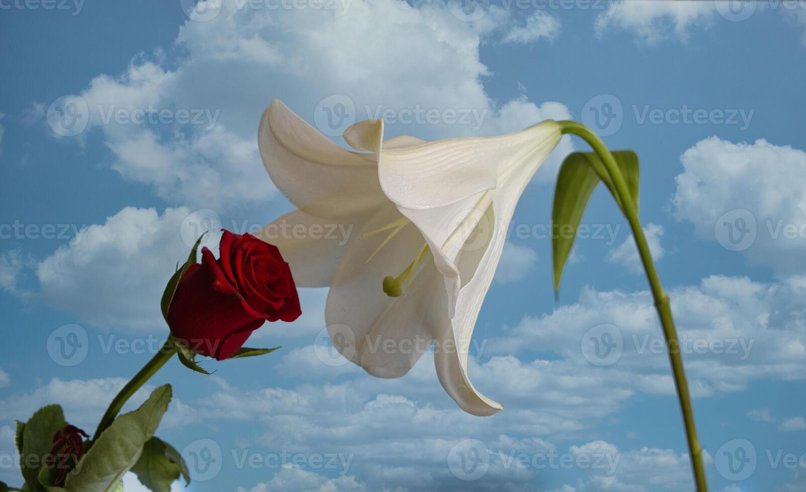 Romantic date of flowers on the background of the blue sky. Valentine Day. photo