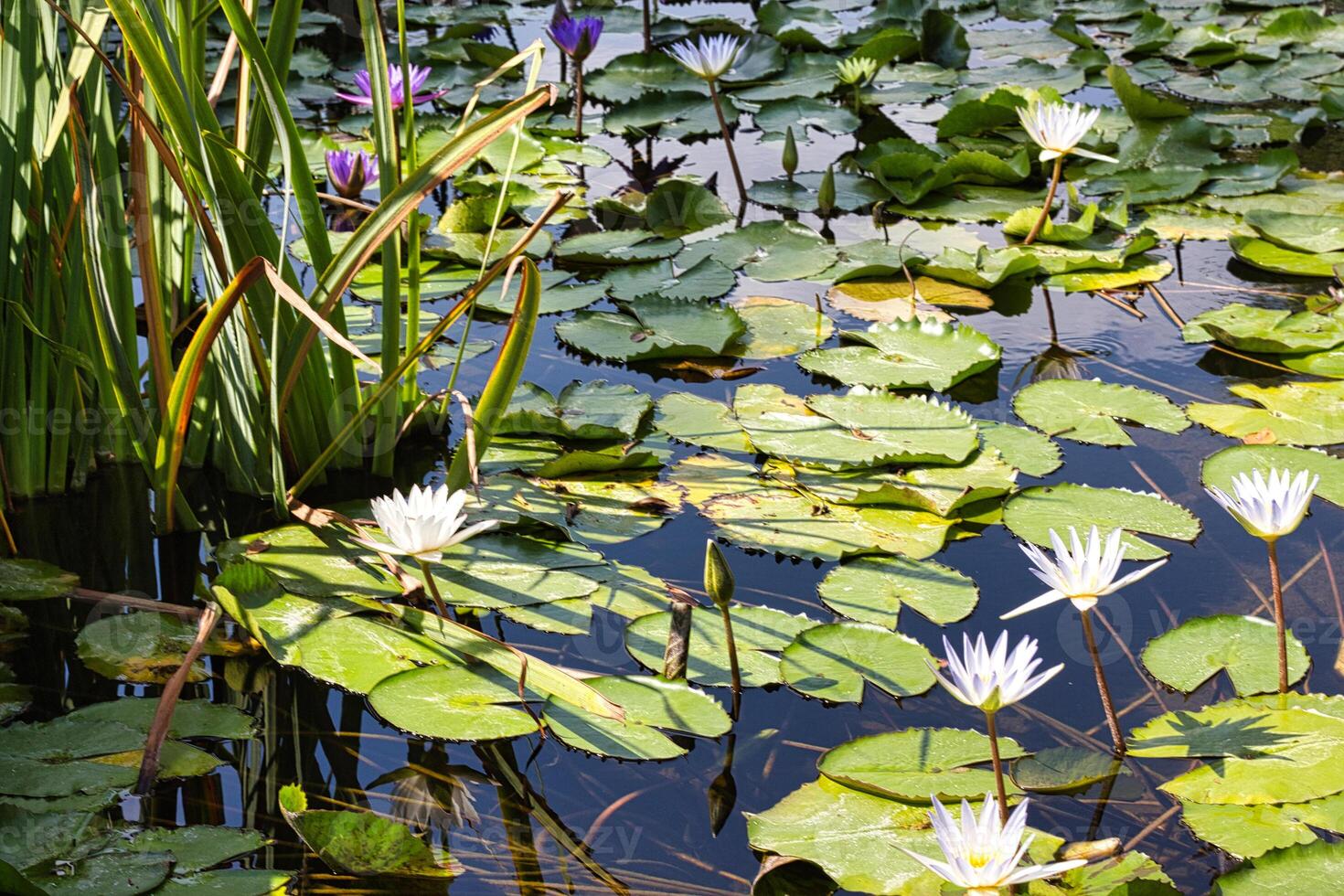 Colorful lilies on the surface of the city pond. photo