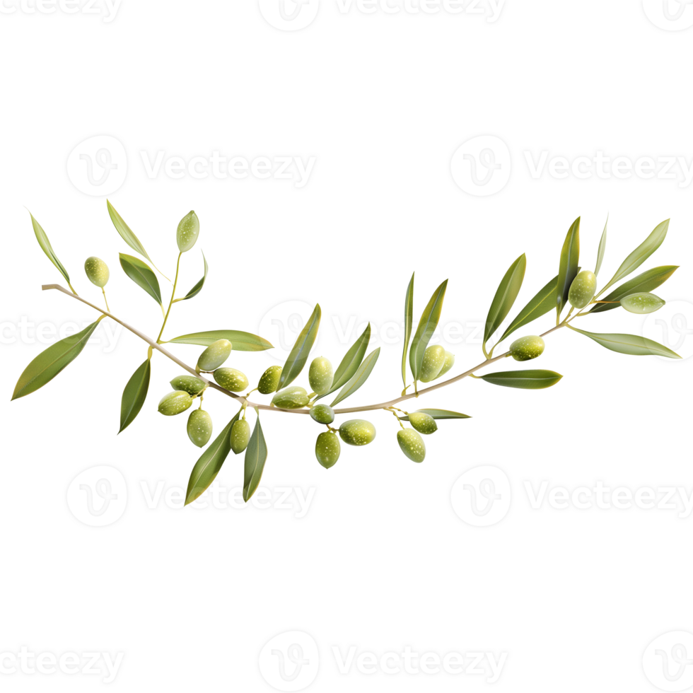 Green Olive Branch on Transparent Background in Ultra Realistic Style png