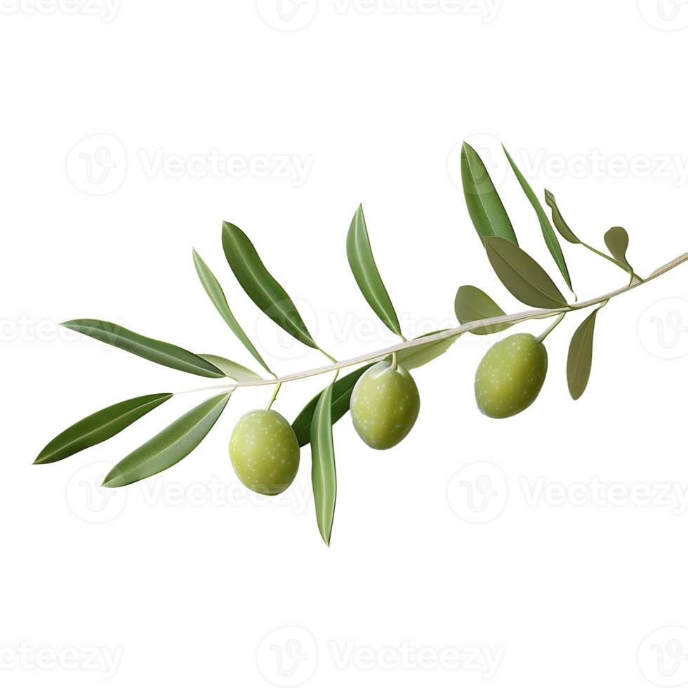 Ultra Realistic Green Olive Branch on Transparent Background png