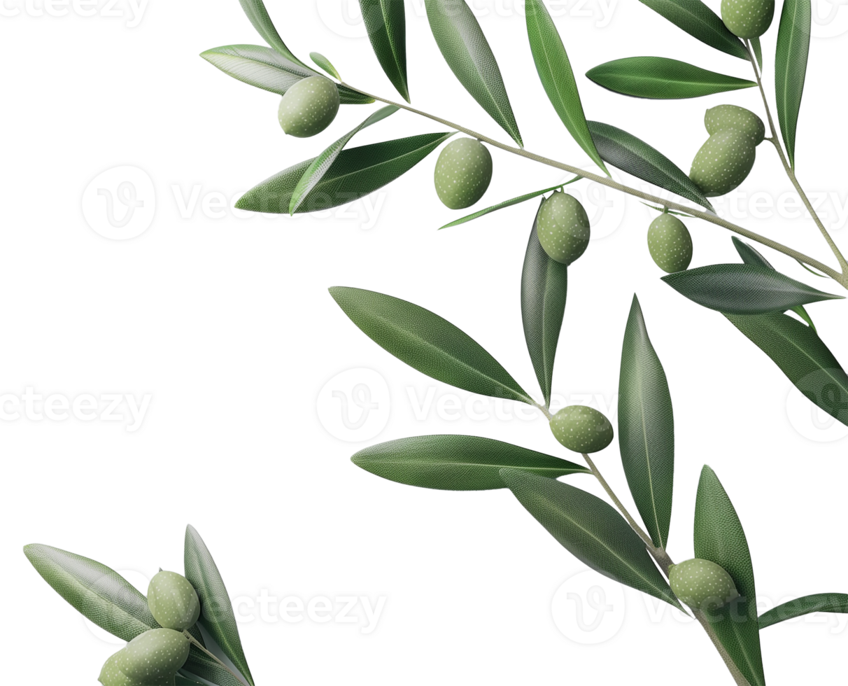 Realistic Green Olive Branch on Transparent Background png