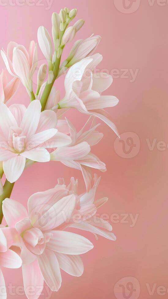 Beauty white tuberose blossom flower copy space decoration nature background photo