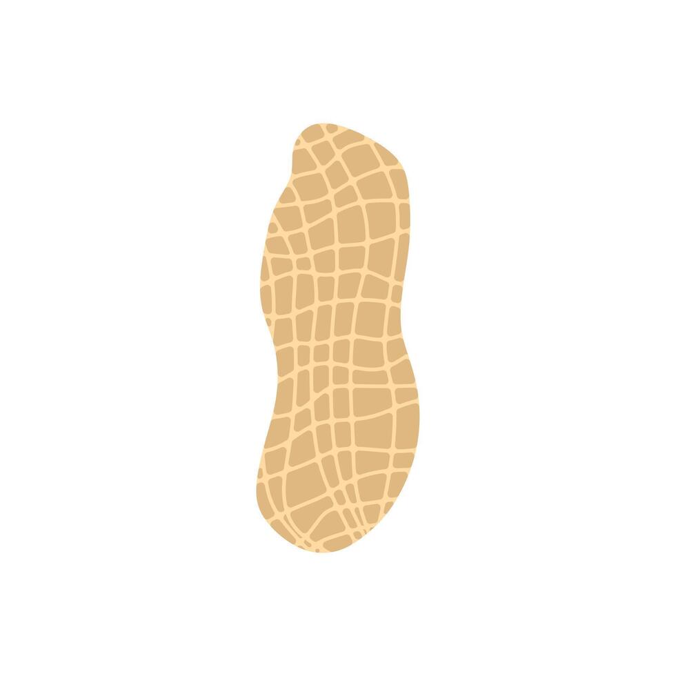 peanut flat design illustration isolated on white background. Superfood and vegan protein source concept. Perfect for dietary vegetarian guides and food packaging vector
