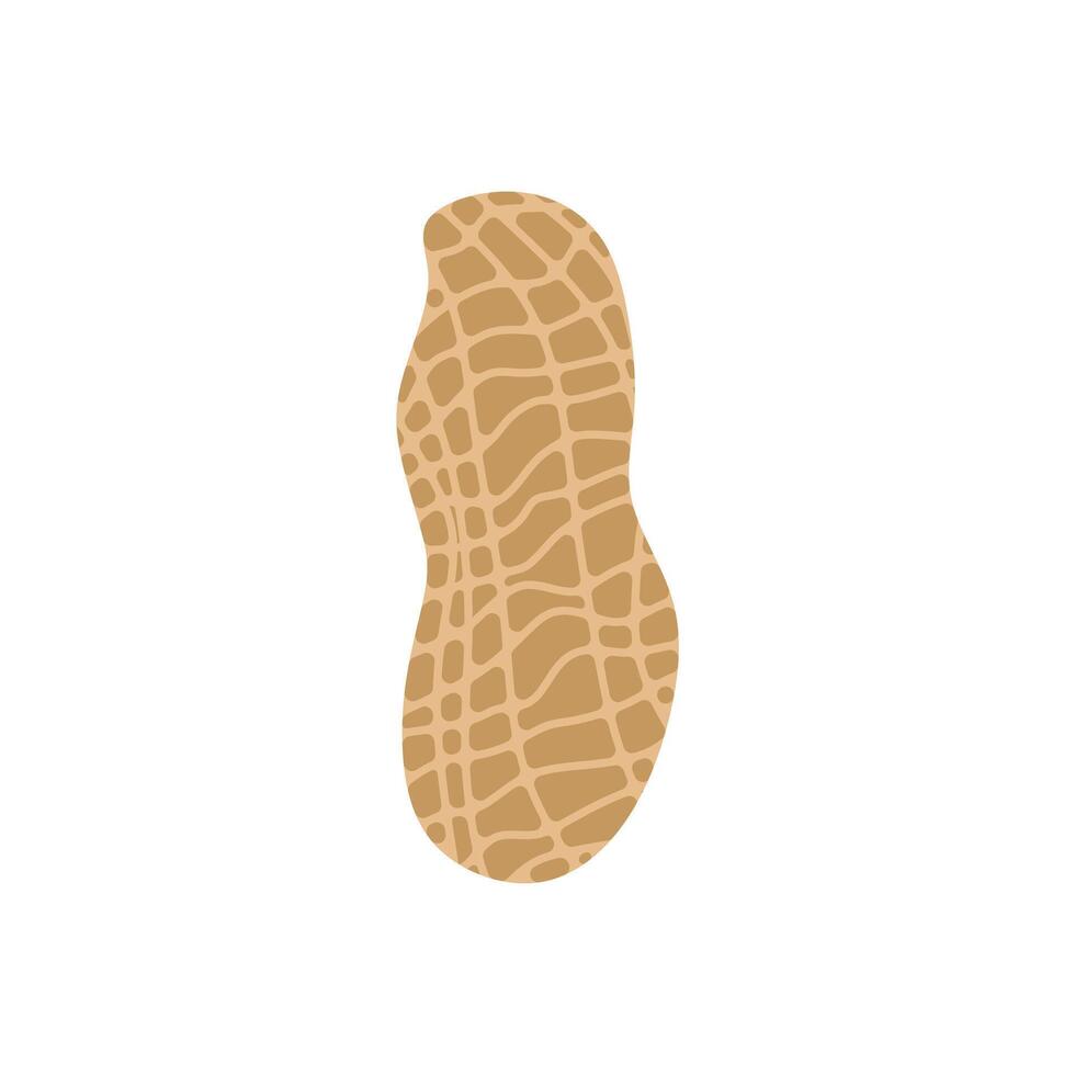 peanut flat design illustration isolated on white background. Superfood and vegan protein source concept. Perfect for dietary vegetarian guides and food packaging vector