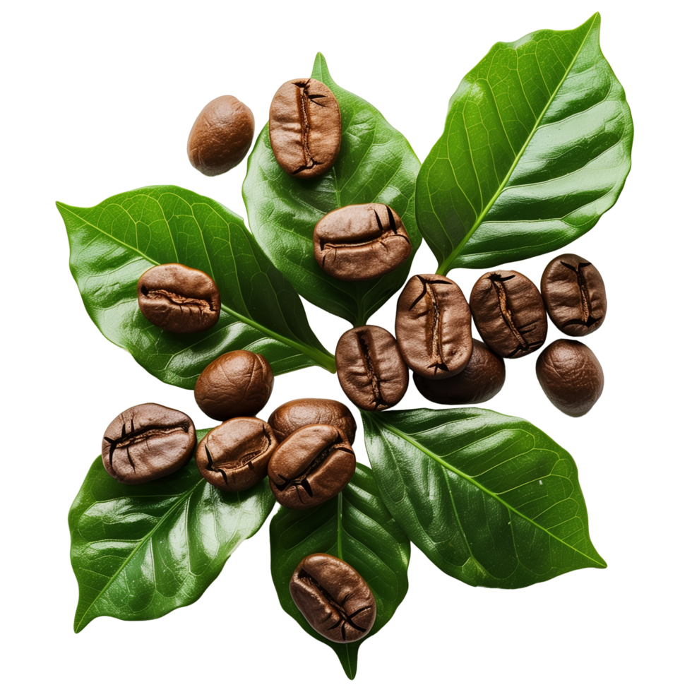 Close-Up of Coffee Beans on Green Leaves with Transparent Background png