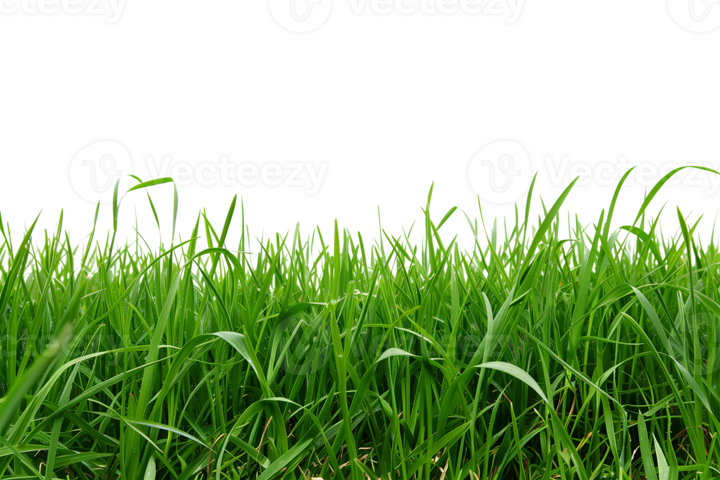 Lush Green Grass Field On A Transparent Background png