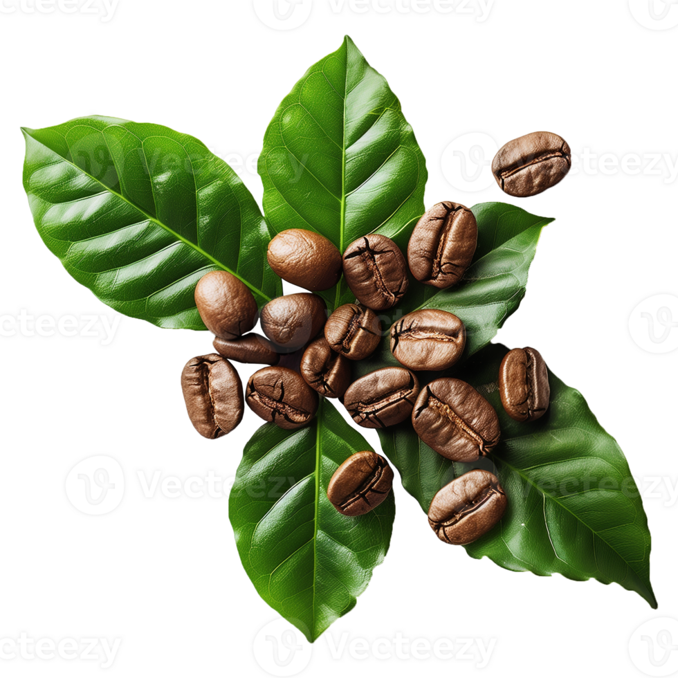 Coffee Beans On Green Leaves Food Photography Overhead View png