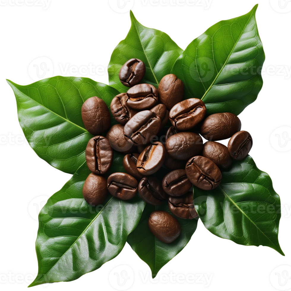 Fresh Coffee Beans On Green Leaves - Food Photography png
