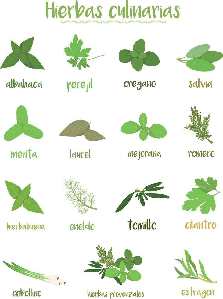 Set of 15 different culinary herbs in cartoon style. Spanish names. vector