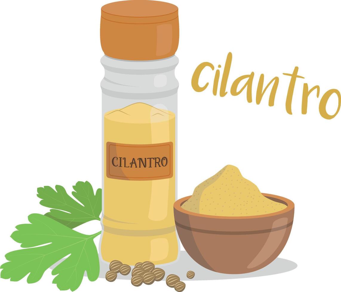 coriander illustration isolated in cartoon style. Spanish name. Herbs and Species Series vector