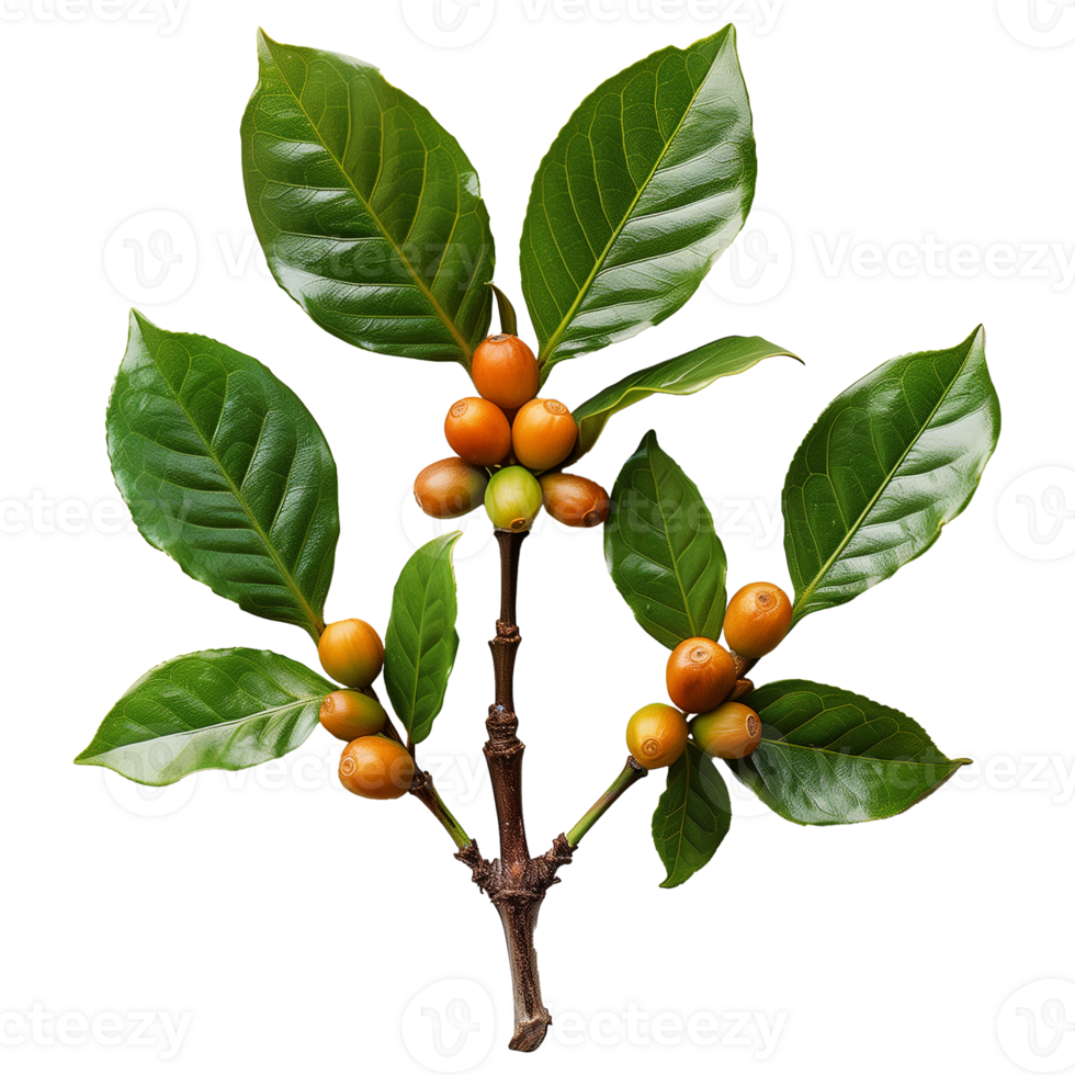 Top-Down View of Coffee Branch with Berries on Transparent Background png
