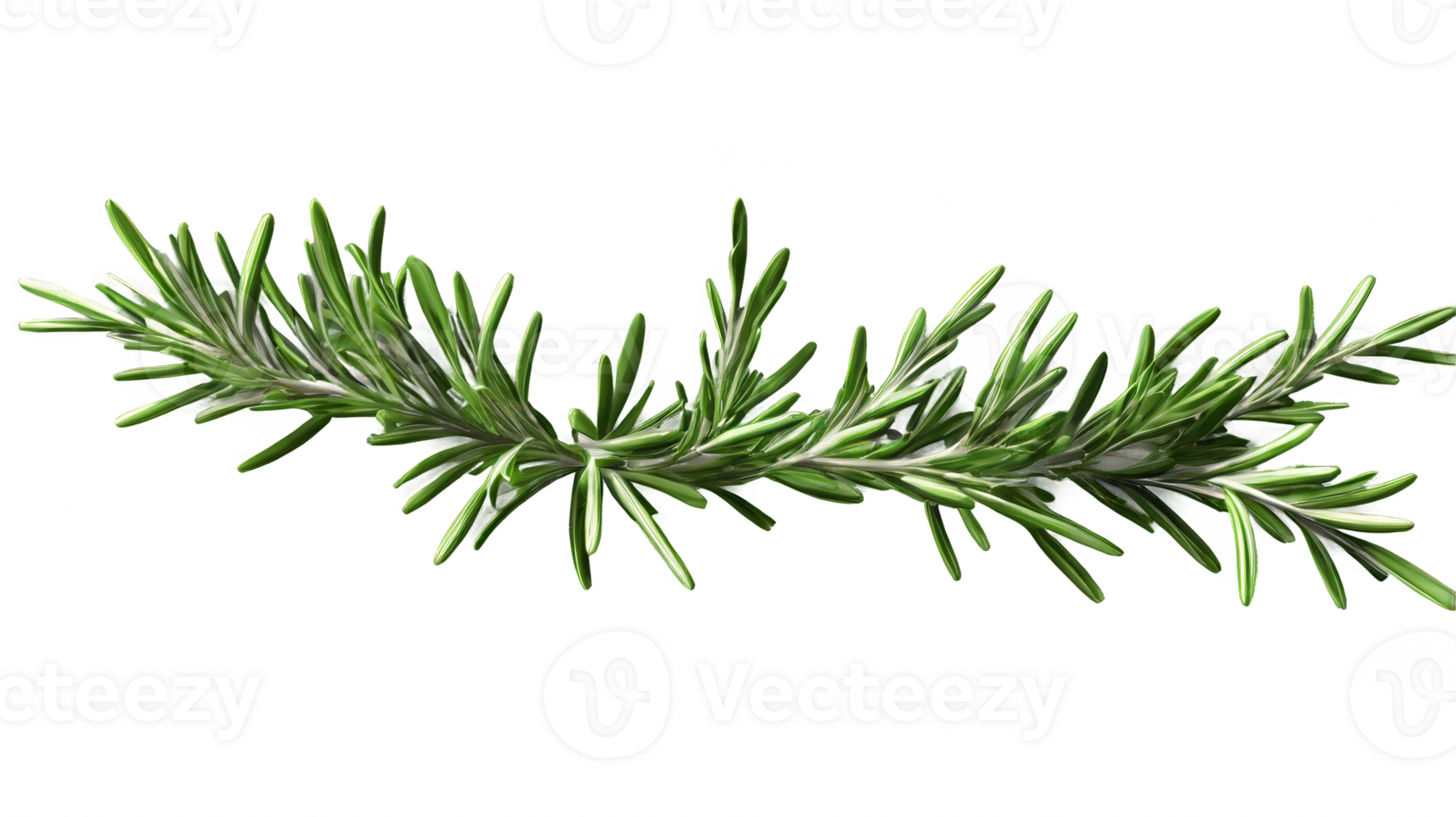 rosemary branch isolated on transparent background png