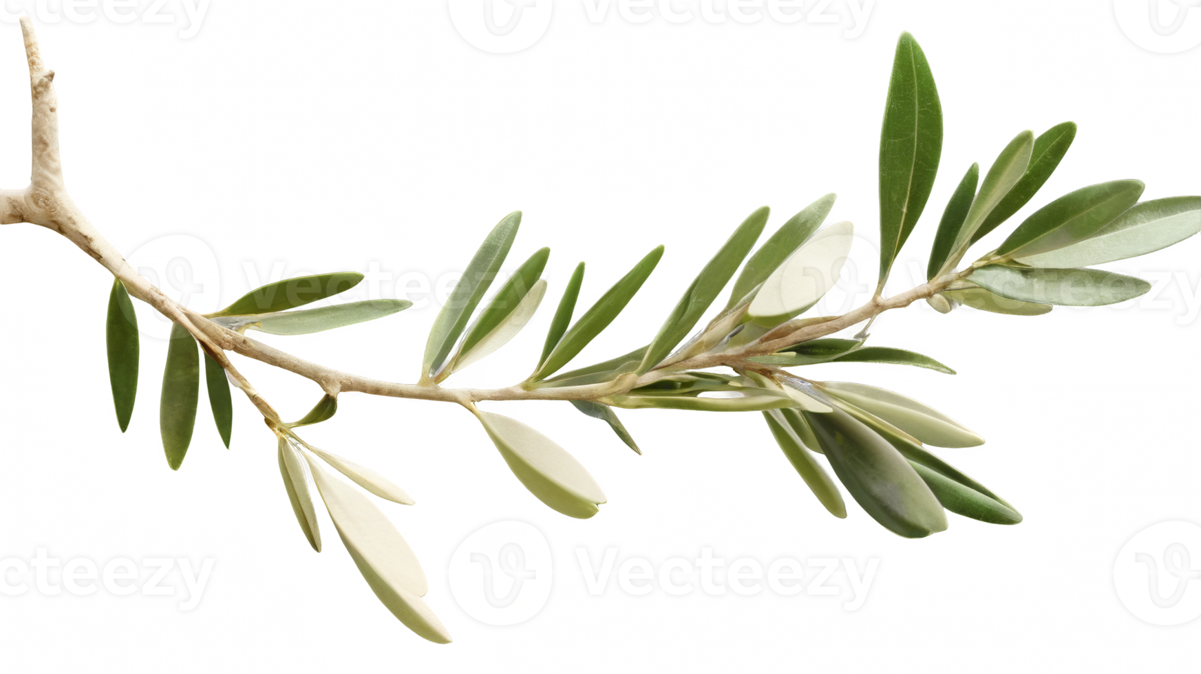 Leafy olive tree branch with beautiful shape isolated transparent background png