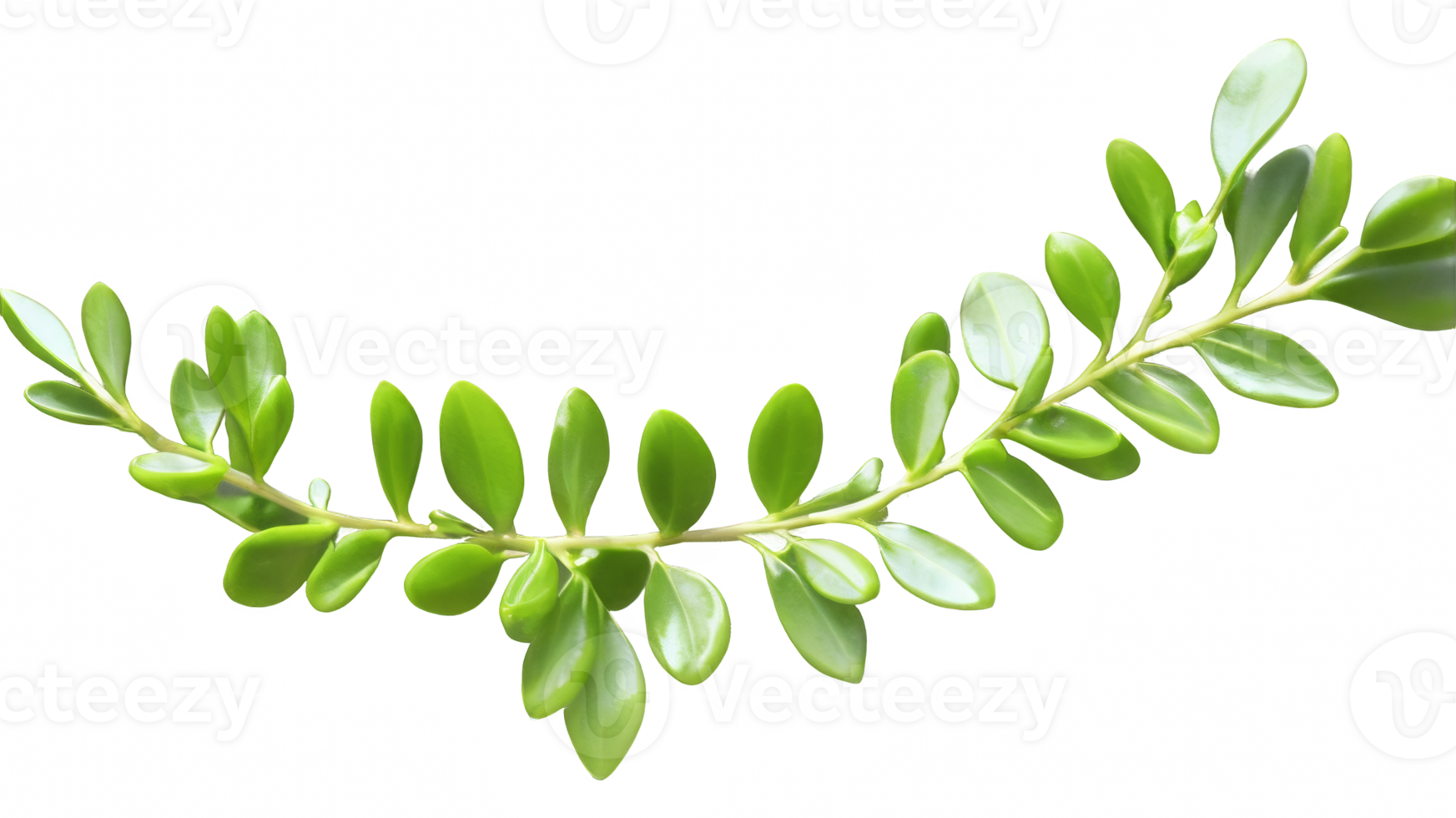green boxwood branch with beautiful shape isolated on transparent background png