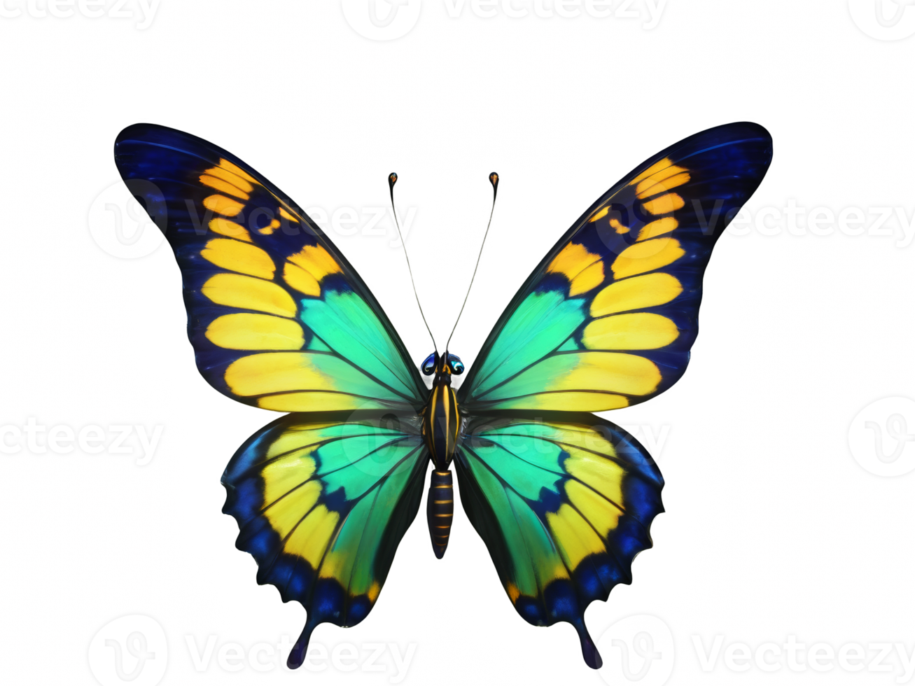 a beautiful butterfly isolated on a transparent background. top view png