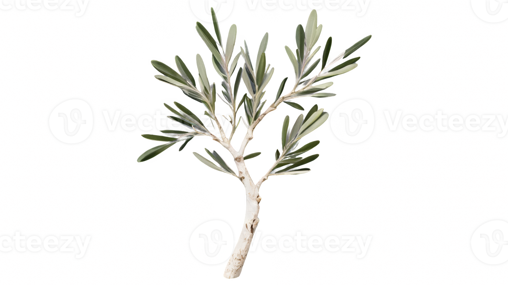 branch of a olive tree with leaves isolated on transparent background png