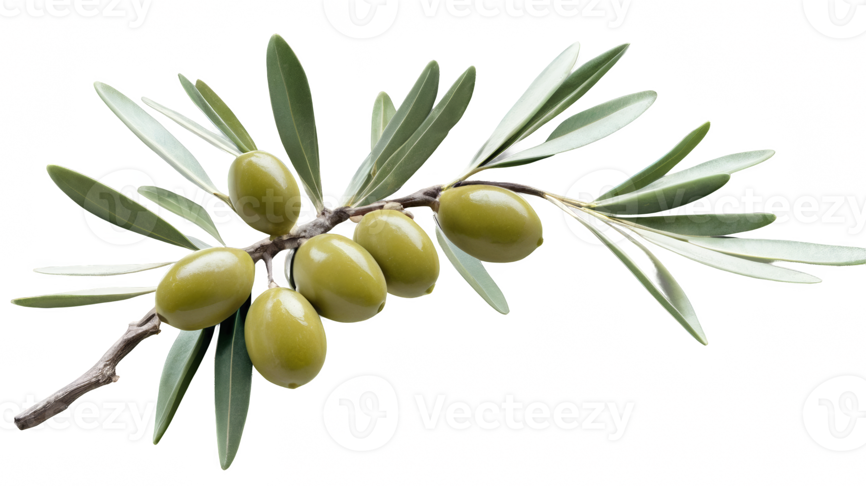 branch of a olive tree with leaves isolated on transparent background png