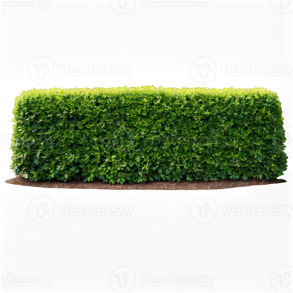 Green garden bushes cut out png