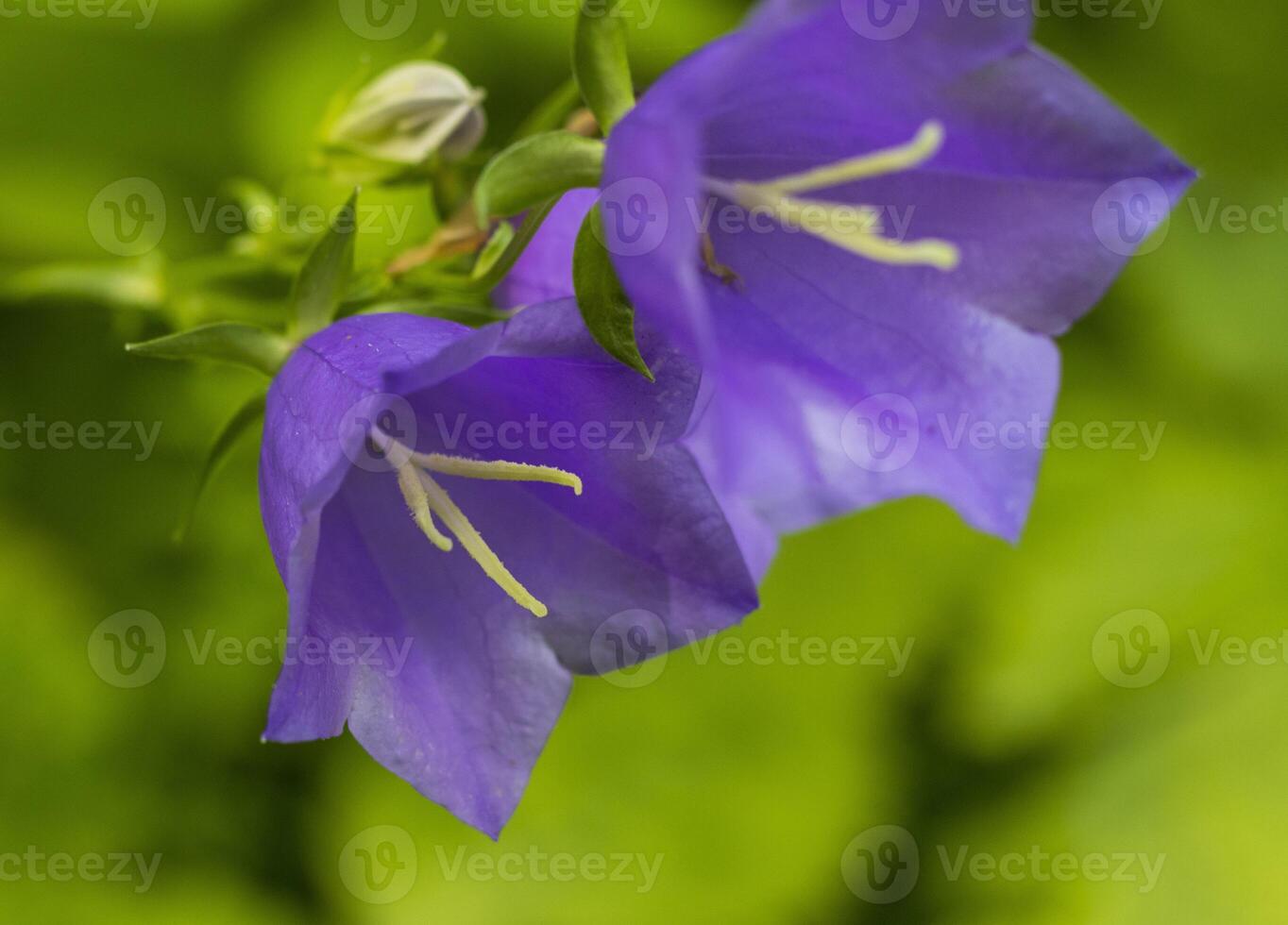 Shot of the bells flowers in forest. Nature photo