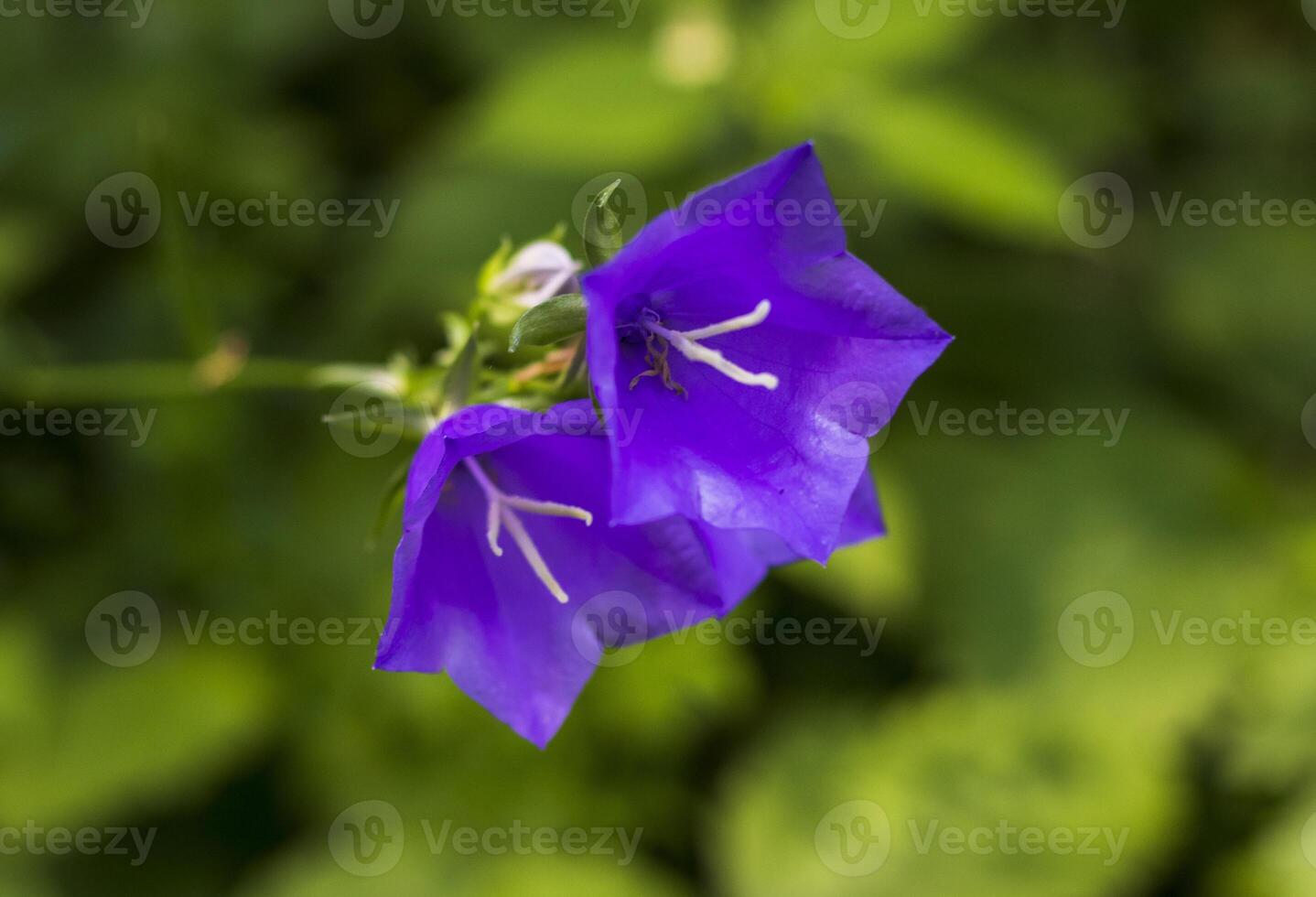 Shot of the bells flowers in forest. Nature photo