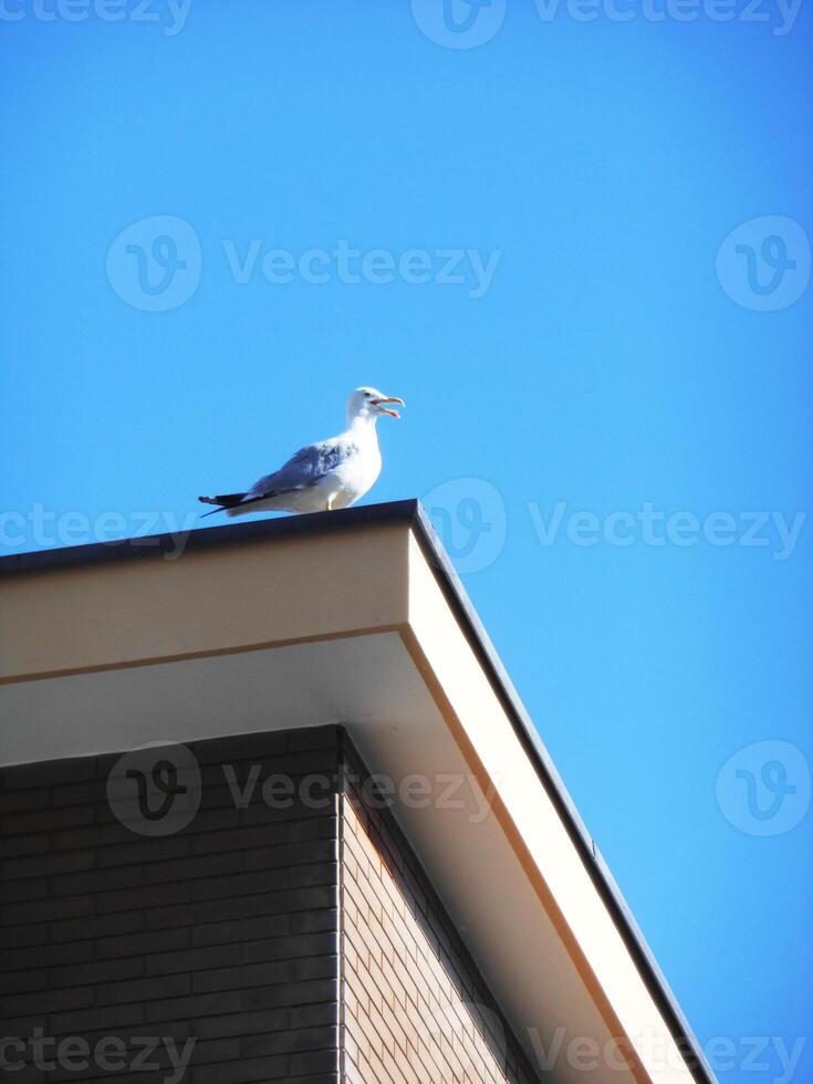 Close up shot of the seagull on the rooftop. Birds photo