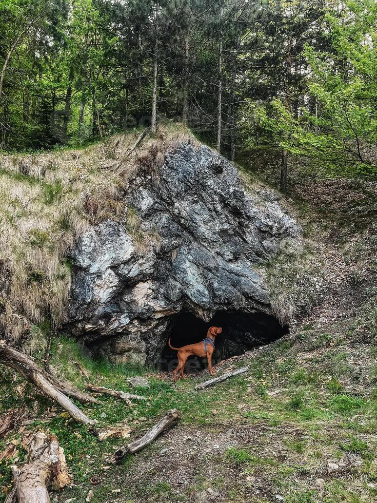 Hungarian Vizsla Dog Standing in Entrance to Cave photo