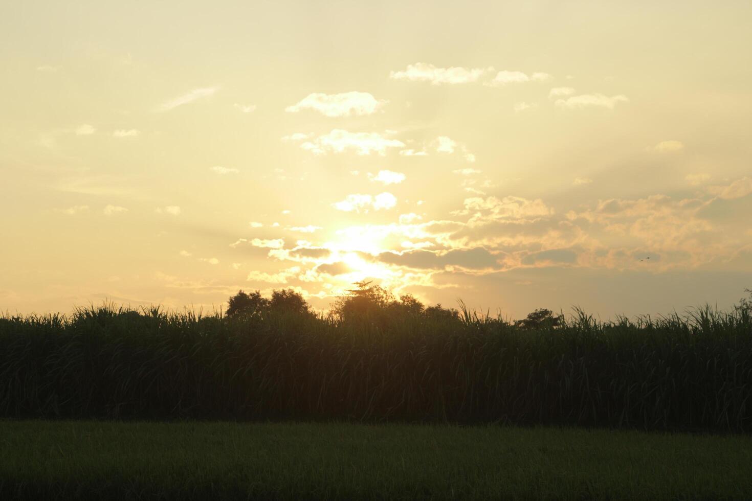 Golden Hour on the rice field photo