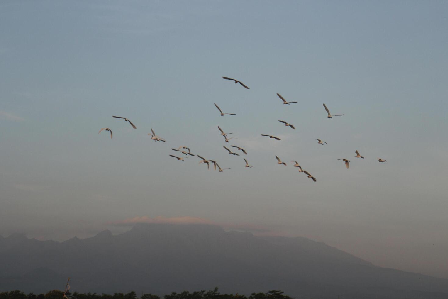 A group of heron flying on the sky at rice field photo