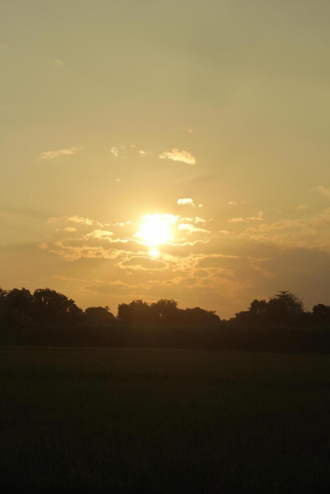 Golden Hour of the rice field photo
