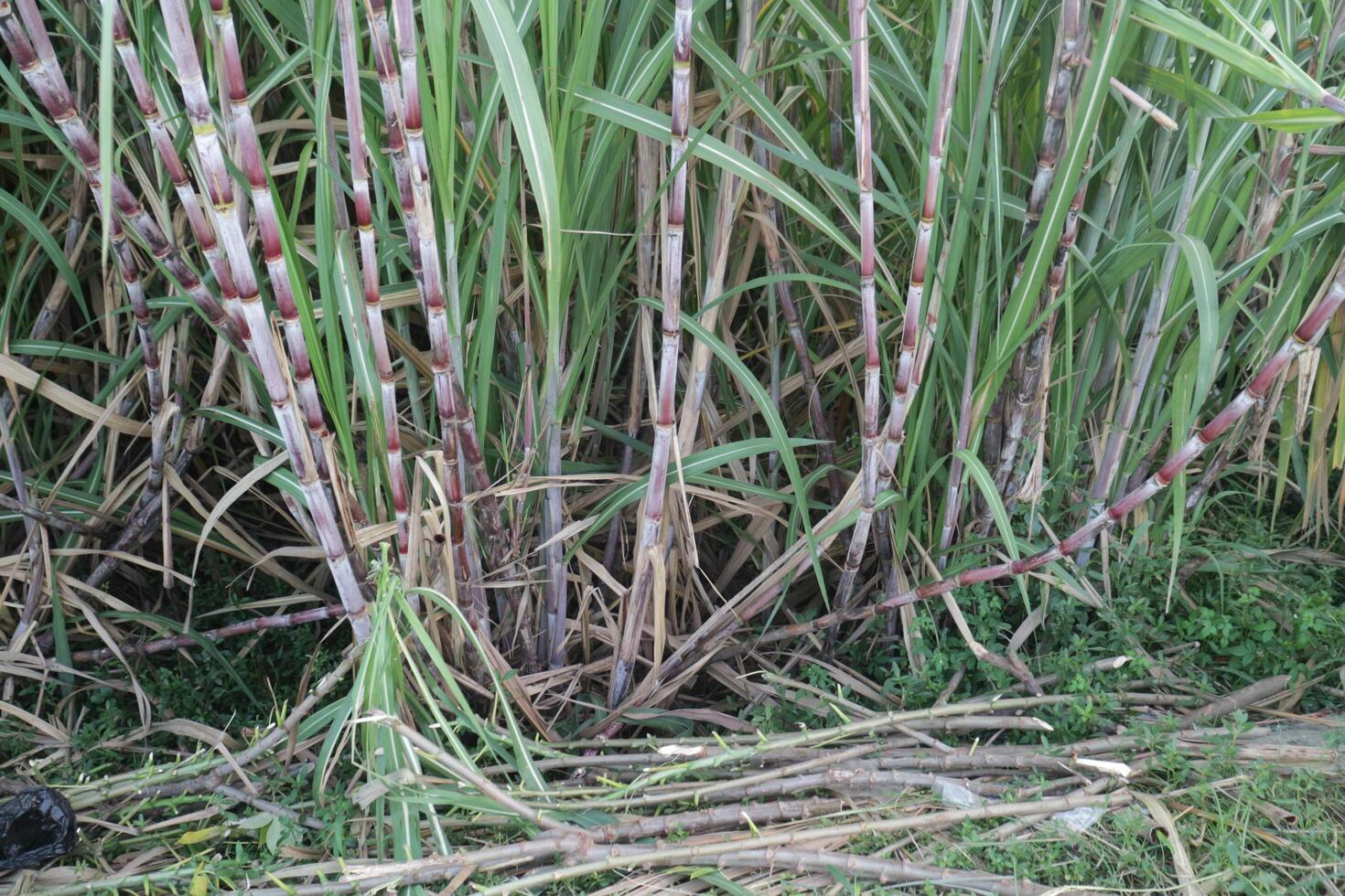 A group of sugarcane plant in the farm photo