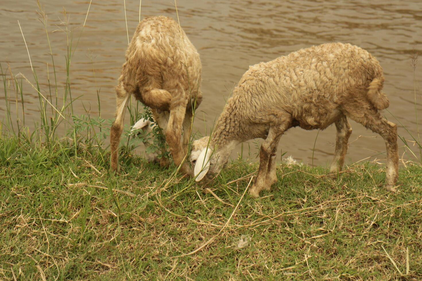 Two goats are eating the grass photo