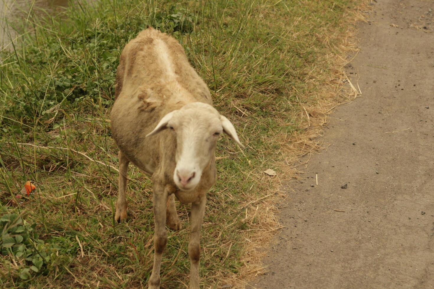 A goat look at you photo