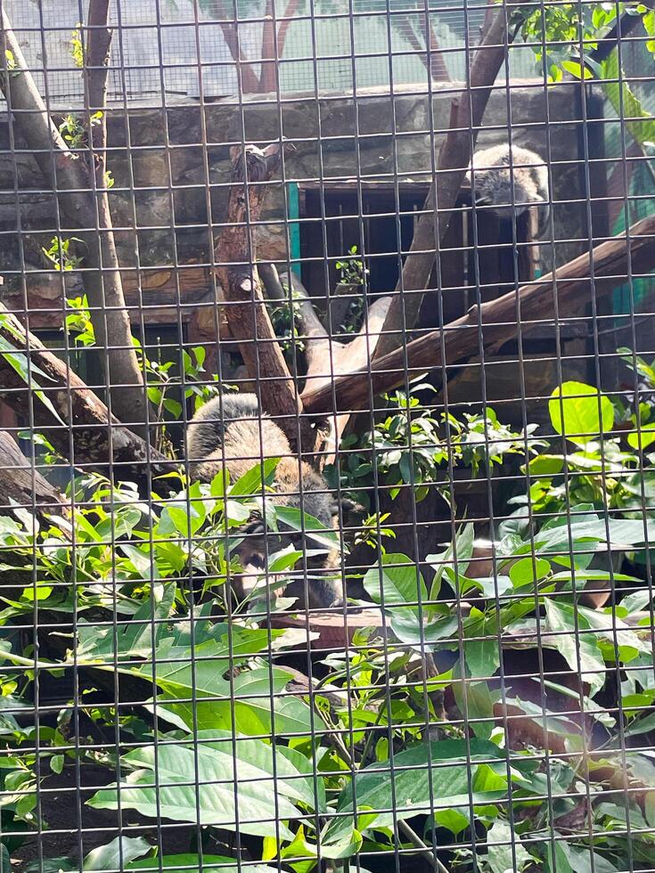 Selective focus of banded mongoose feeding in the morning. photo